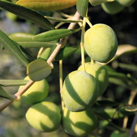 By The Sea - 846 Ugljan