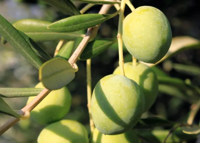 By The Sea - 846 Ugljan